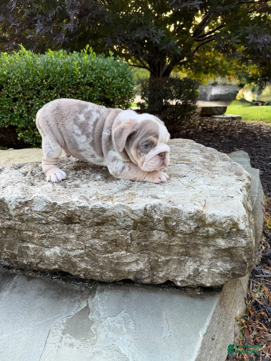 English Bulldog dogs for sale: Maverick - Ad 1