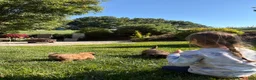 Soft Coated Wheaten Terrier dogs for sale: Honey - Ad 3