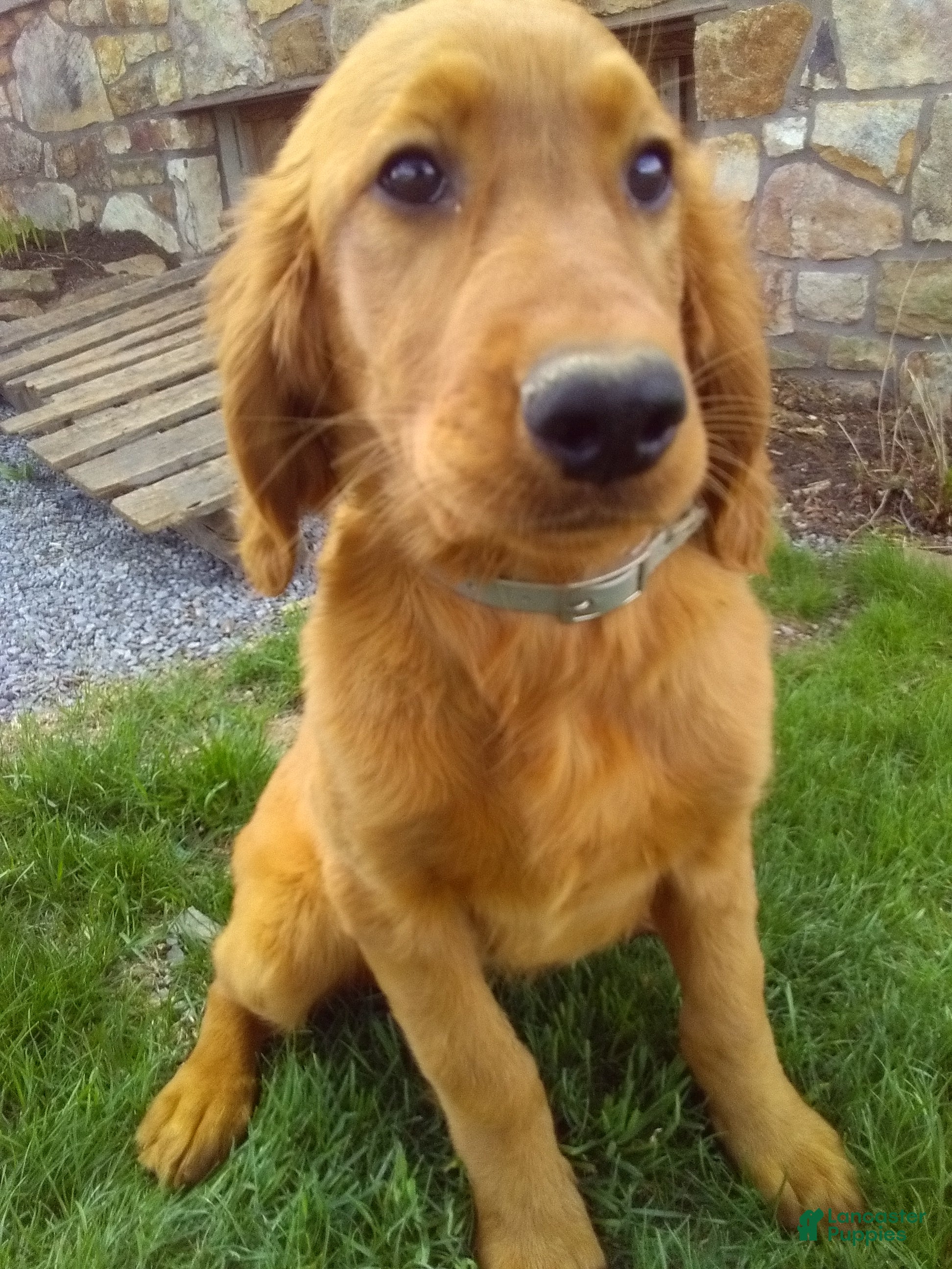 Mixed Breed dogs Ramona - Ad 1