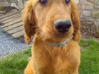 Mixed Breed dogs for sale: Ramona - Ad 2