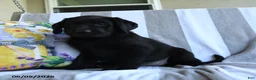 Labrador Retriever dogs for sale: Nutmeg - Ad 3
