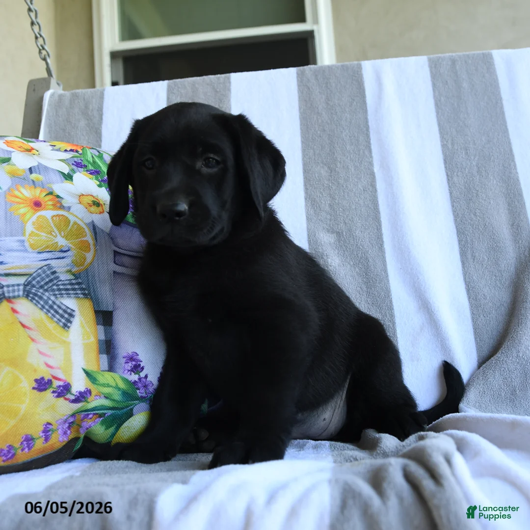 Labrador Retriever dogs for sale: Nutmeg - Ad 3