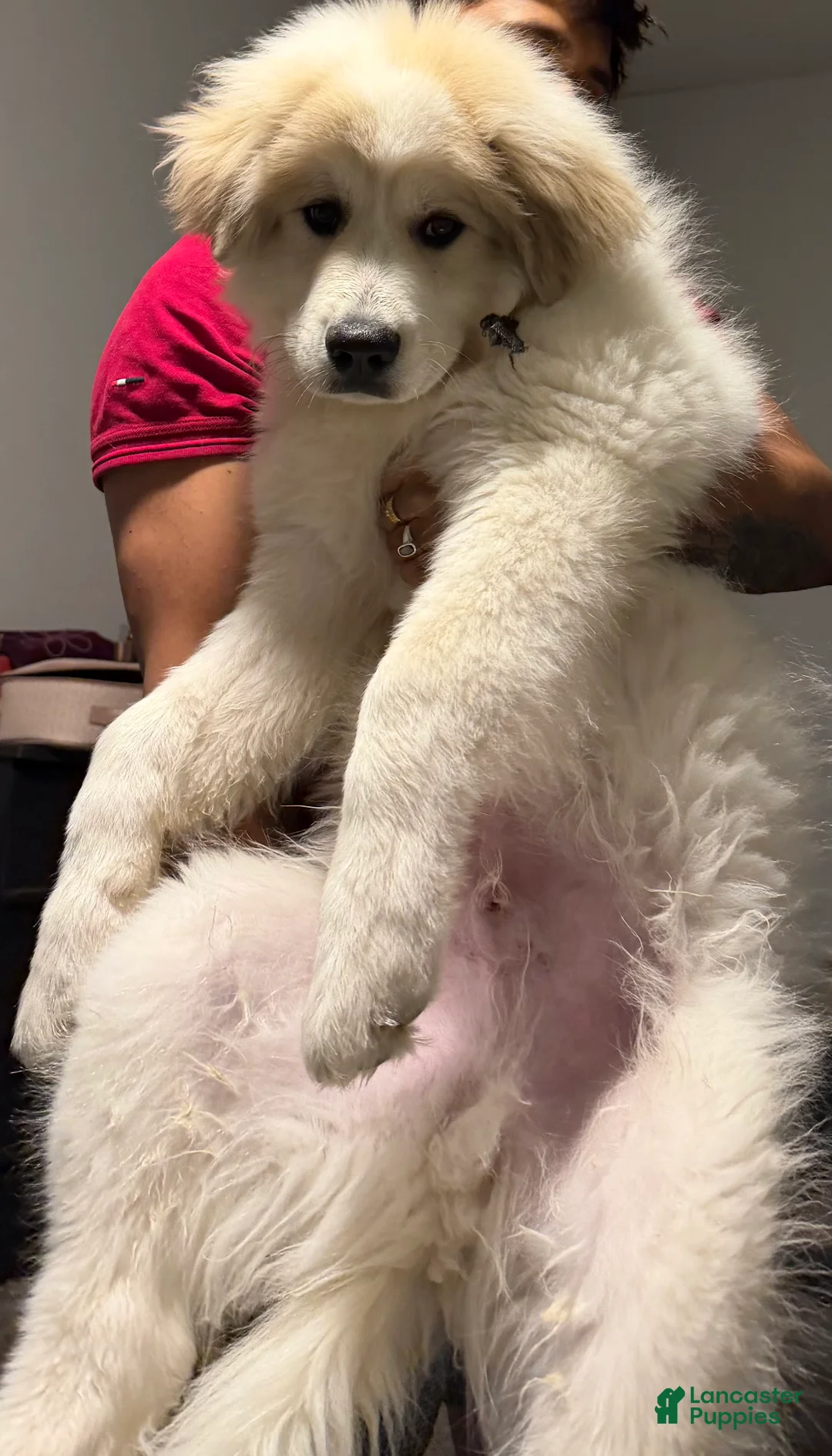 Great Pyrenees dogs for sale: Ravvy - Ad 4