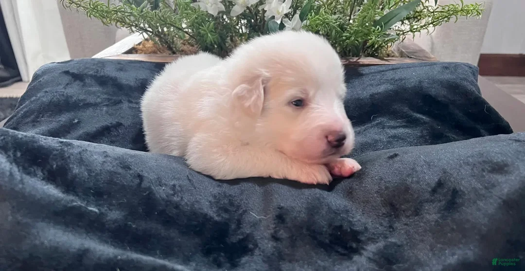 Great Pyrenees dogs for sale: Willow - Ad 1