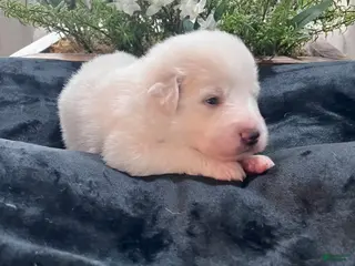 Great Pyrenees dogs for sale: Willow - Ad 4