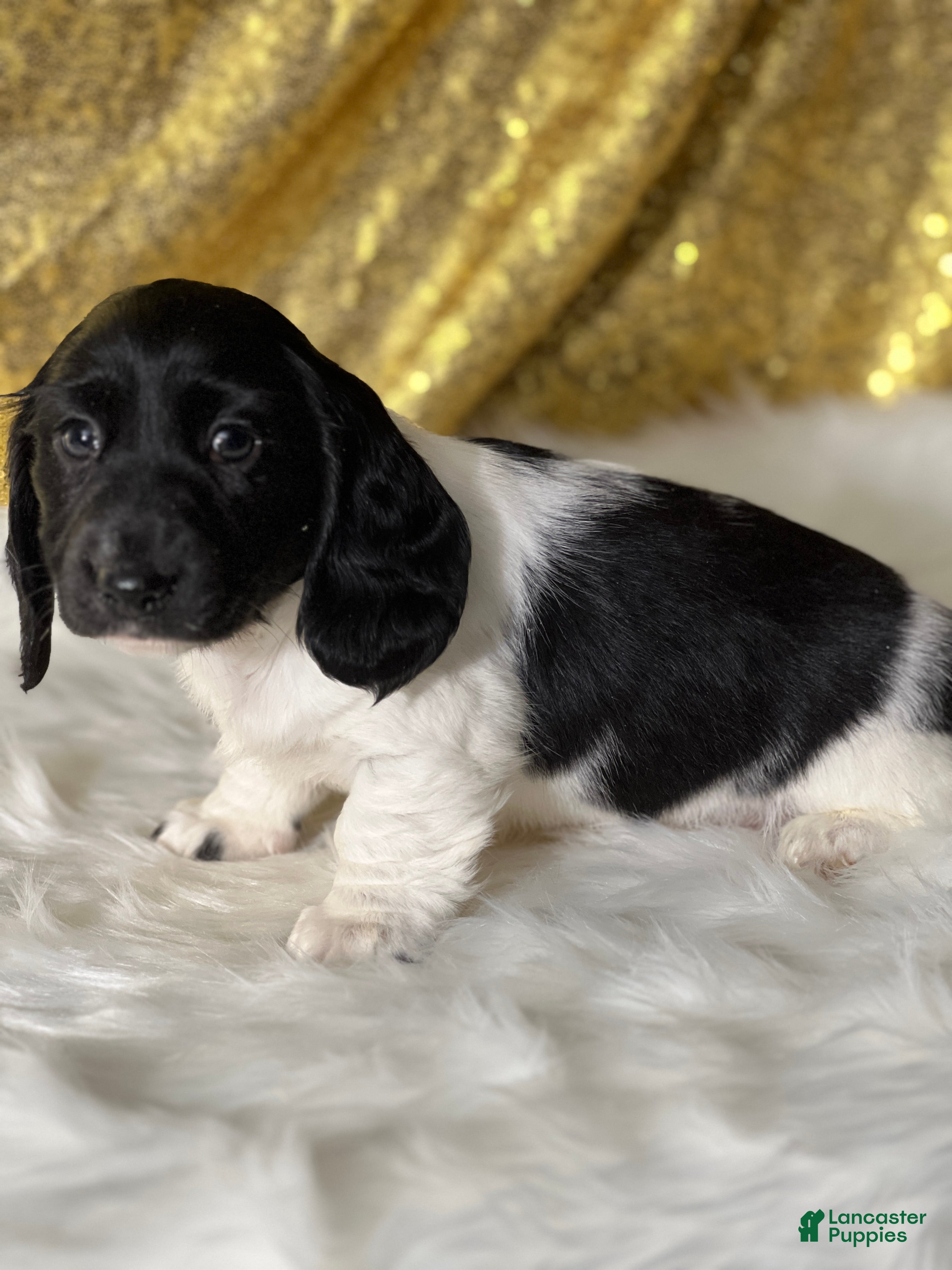 Dachshund dogs Theodore - Ad 11