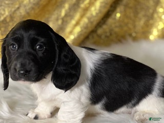 Dachshund dogs Theodore - Ad 11