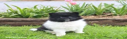 Pomeranian dogs for sale: Top Hat - Ad 4