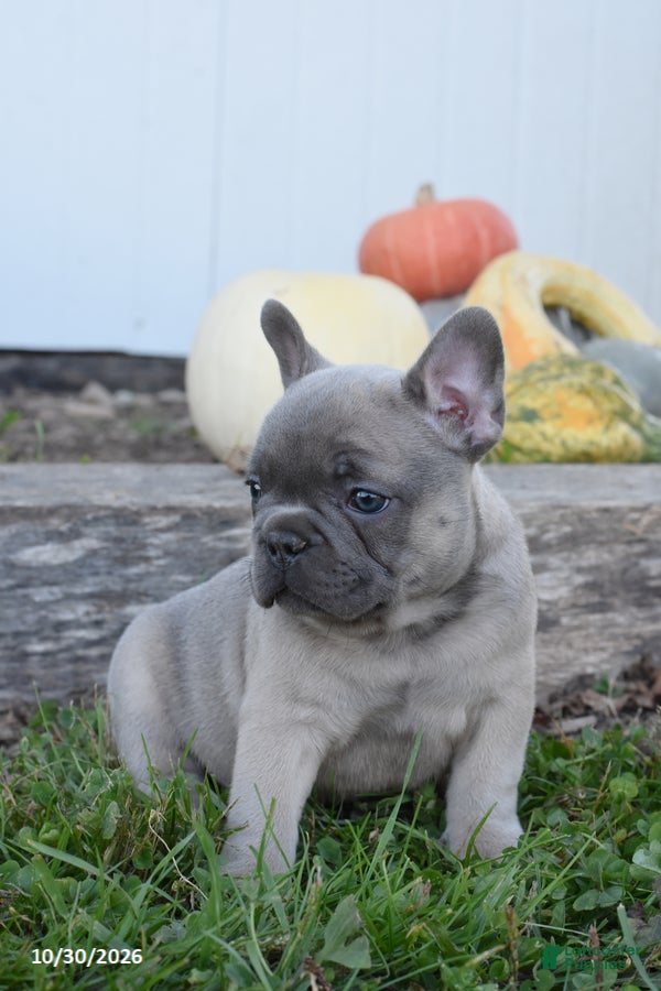 French Bulldog dogs for sale: Tigger - Ad 2