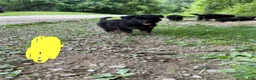 German Shepherd dogs for sale: Long Coat German Shepherd- Yellow Female - Ad 3