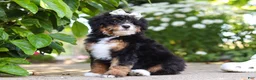 Mini Bernedoodle dogs for sale: Ellie - Ad 6
