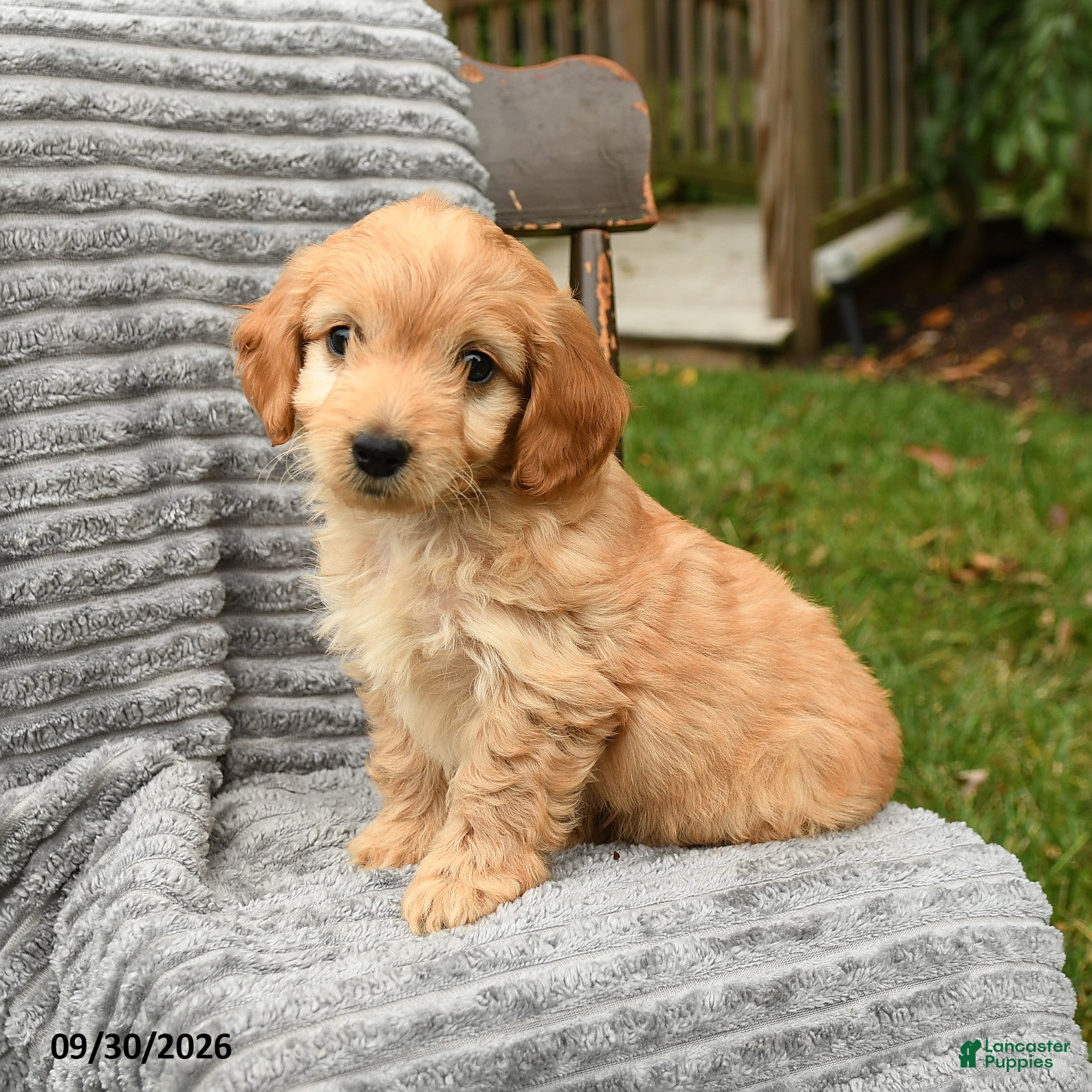Cockapoo dogs Teddy - Ad 2
