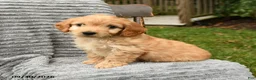 Cockapoo dogs for sale: Teddy - Ad 2