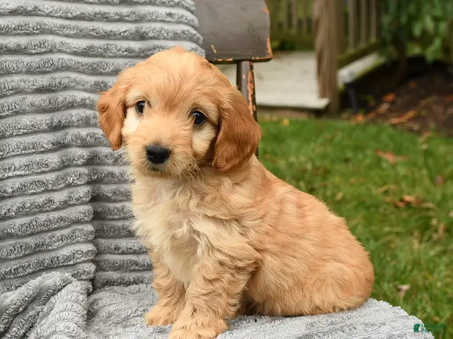 Cockapoo dogs Teddy - Ad 2