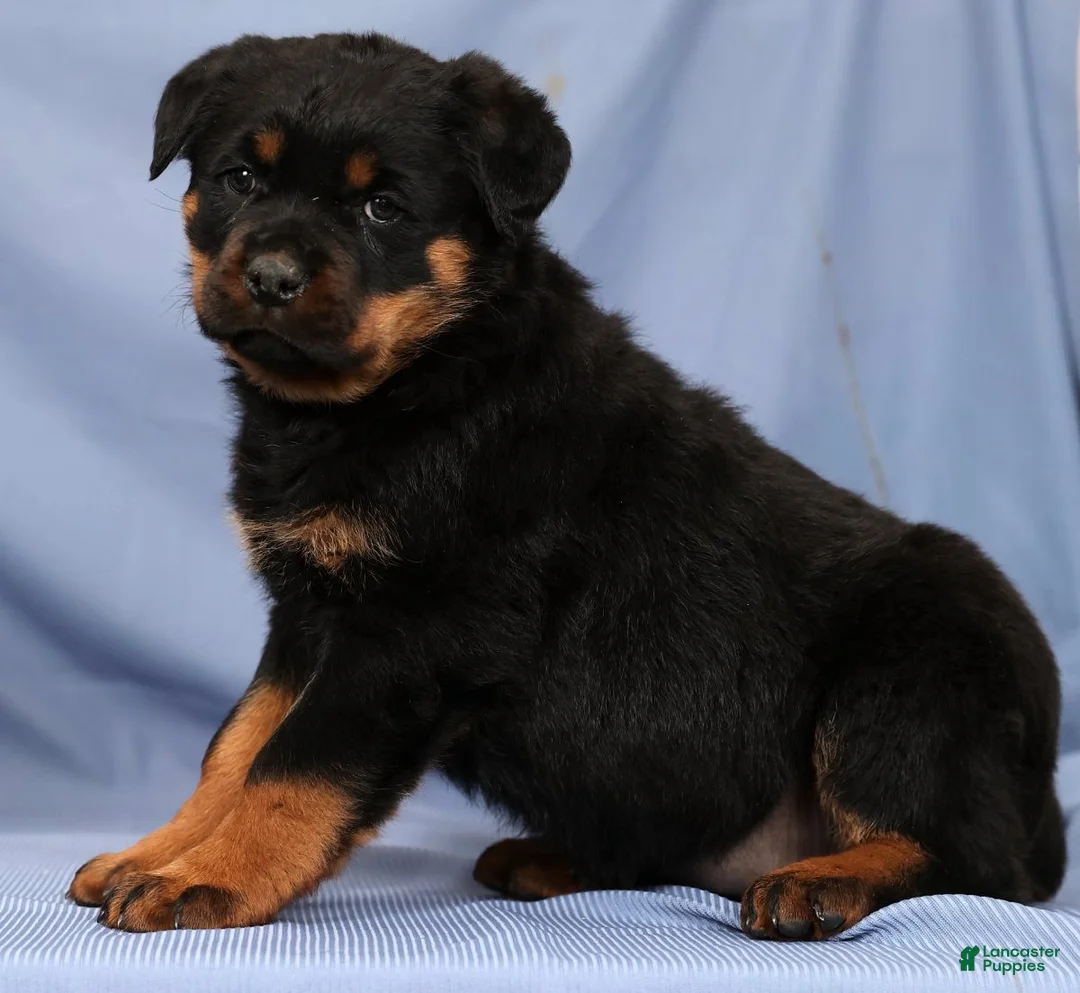 Rottweiler dogs for sale: Laura - Ad 6