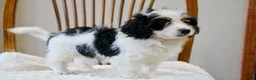 Mini Bernedoodle dogs for sale: Skye  - Ad 7