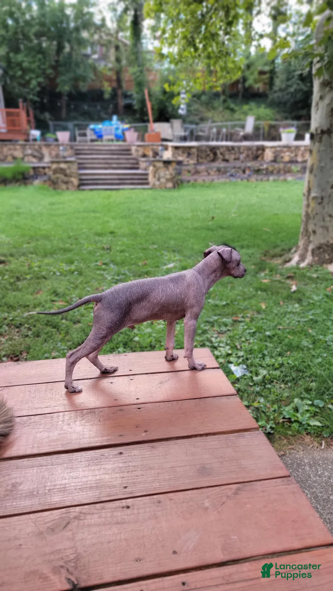 Peruvian Inca Orchid dogs for sale: Peruvian Inca Orchid 1 - Ad 2