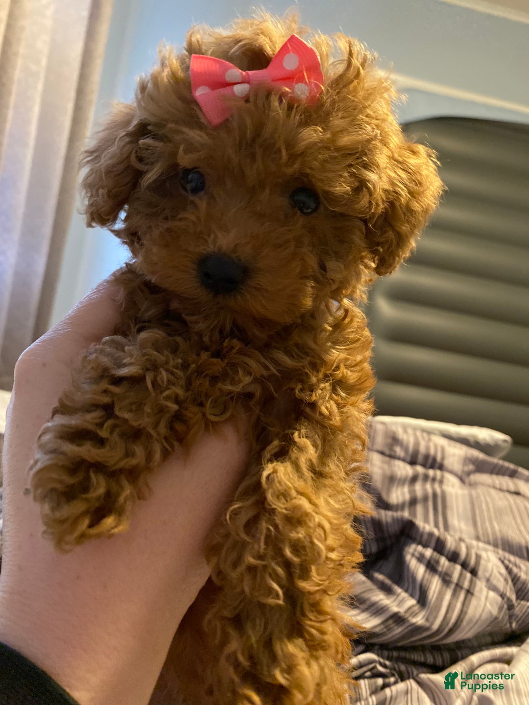 Toy Poodle dogs for sale: Willow - Ad 3