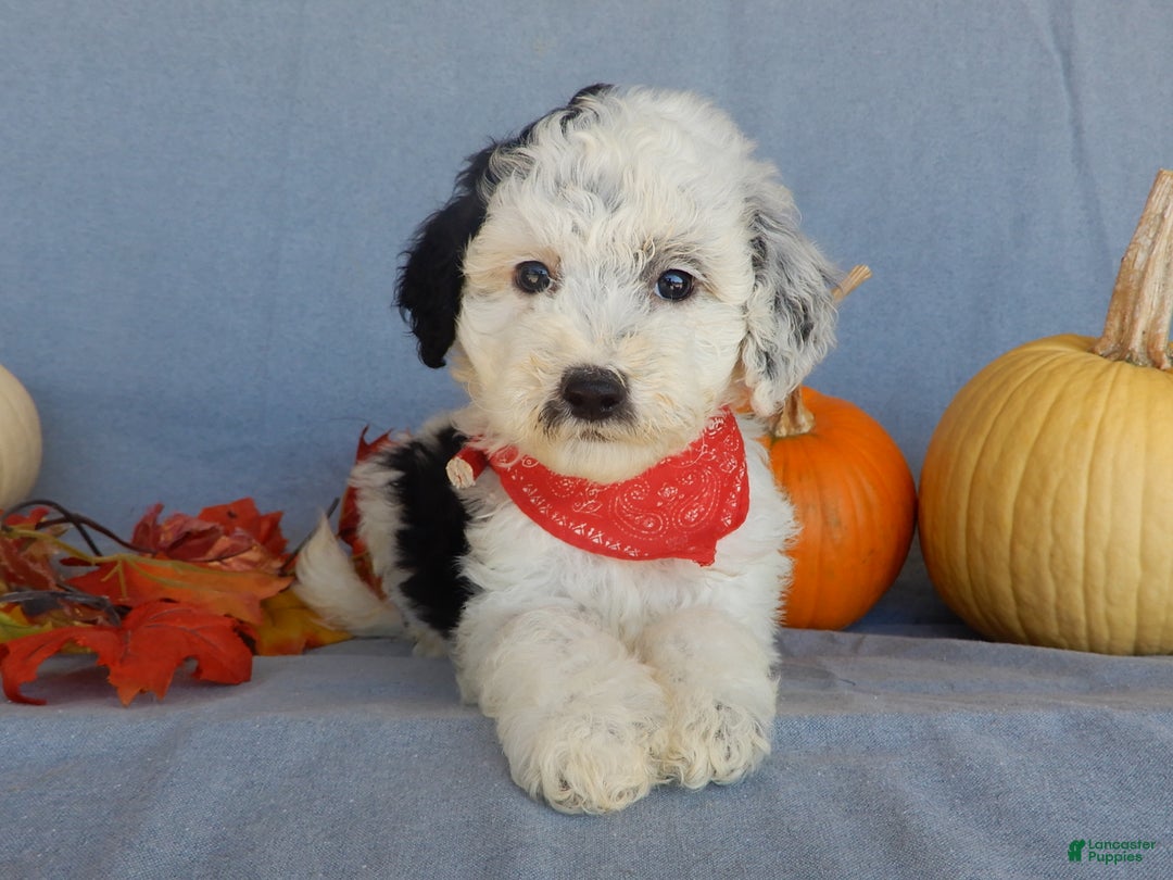 Sheepadoodle dogs for sale: Panda (medium) - Ad 29