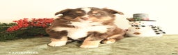 Miniature Australian Shepherd dogs for sale: Tucker - Ad 3