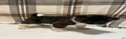 Akita dogs for sale: Lilla - Ad 4