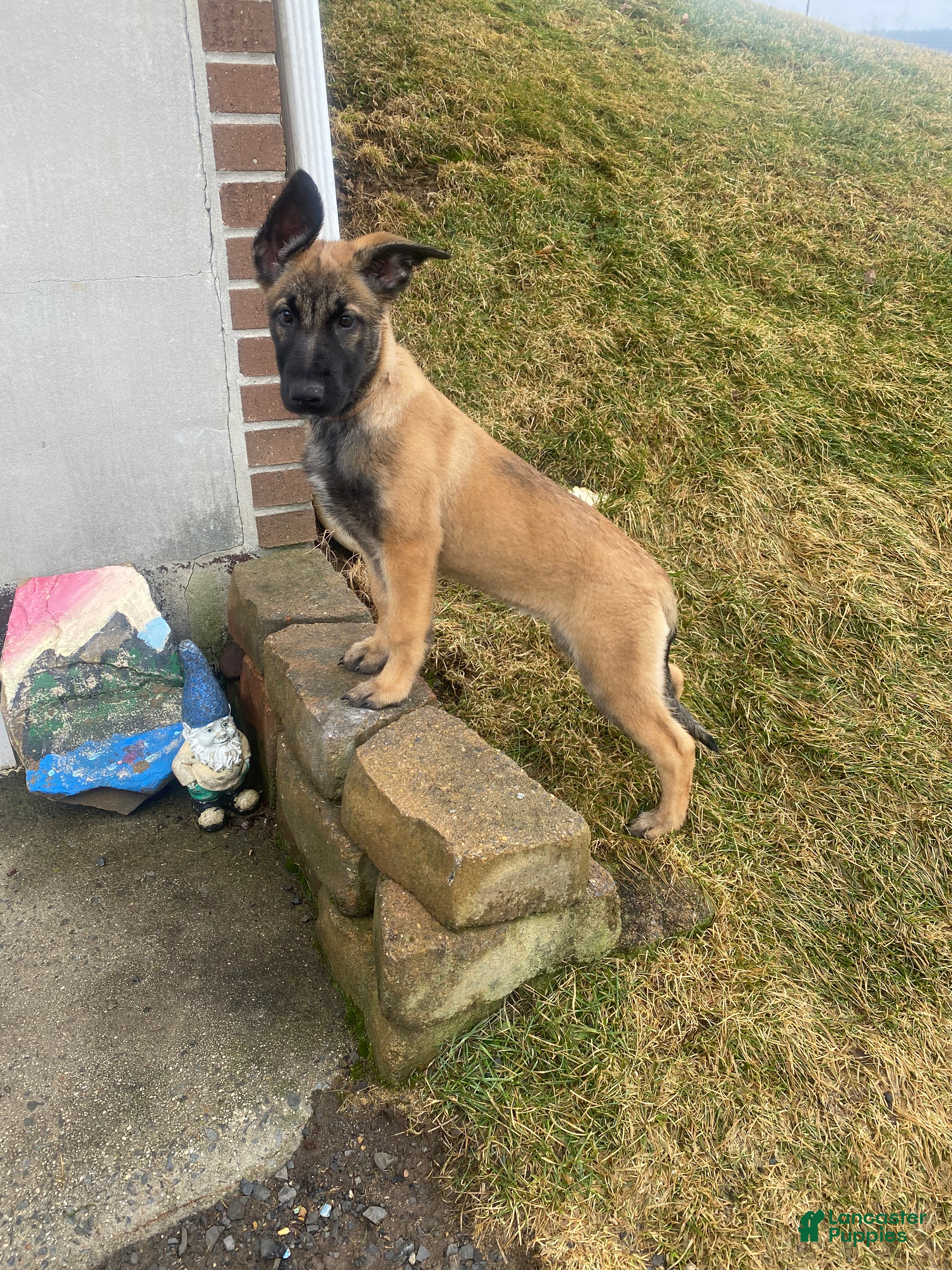 Mixed Breed dogs Mixed Breed Puppy 3 - Ad 16