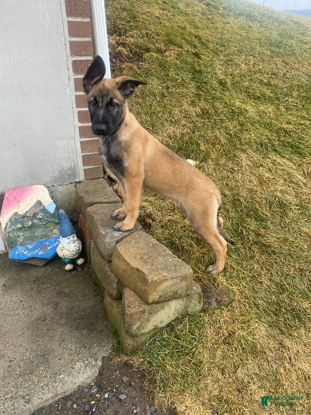 Mixed Breed dogs for sale: Mixed Breed Puppy 3 - Ad 1