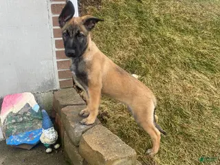 Mixed Breed dogs Mixed Breed Puppy 3 - Ad 16