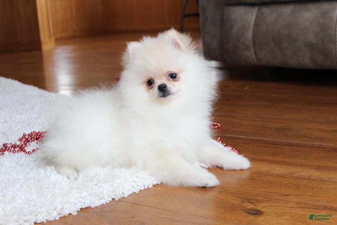 Pomeranian dogs for sale: Tiny Teddy - Ad 3