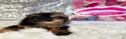 Bernedoodle dogs for sale: SoLo - Ad 2