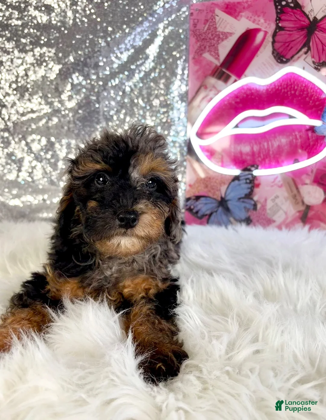 Bernedoodle dogs for sale: SoLo - Ad 2