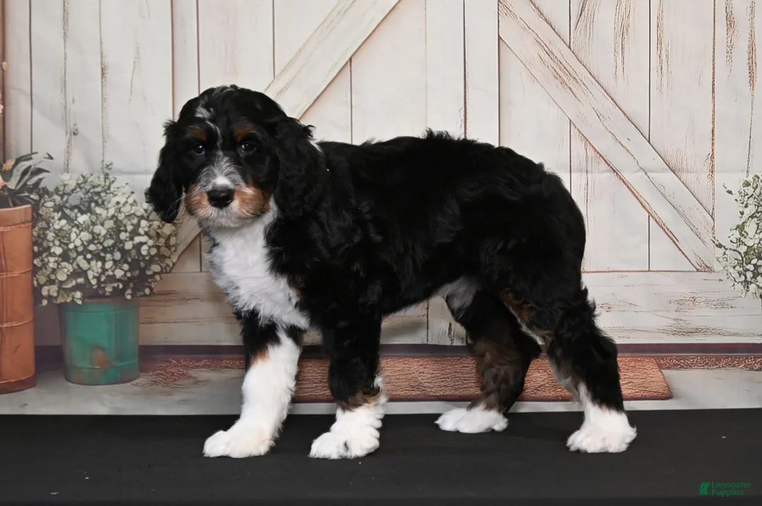 Bernedoodle dogs for sale: Tilly - Ad 1