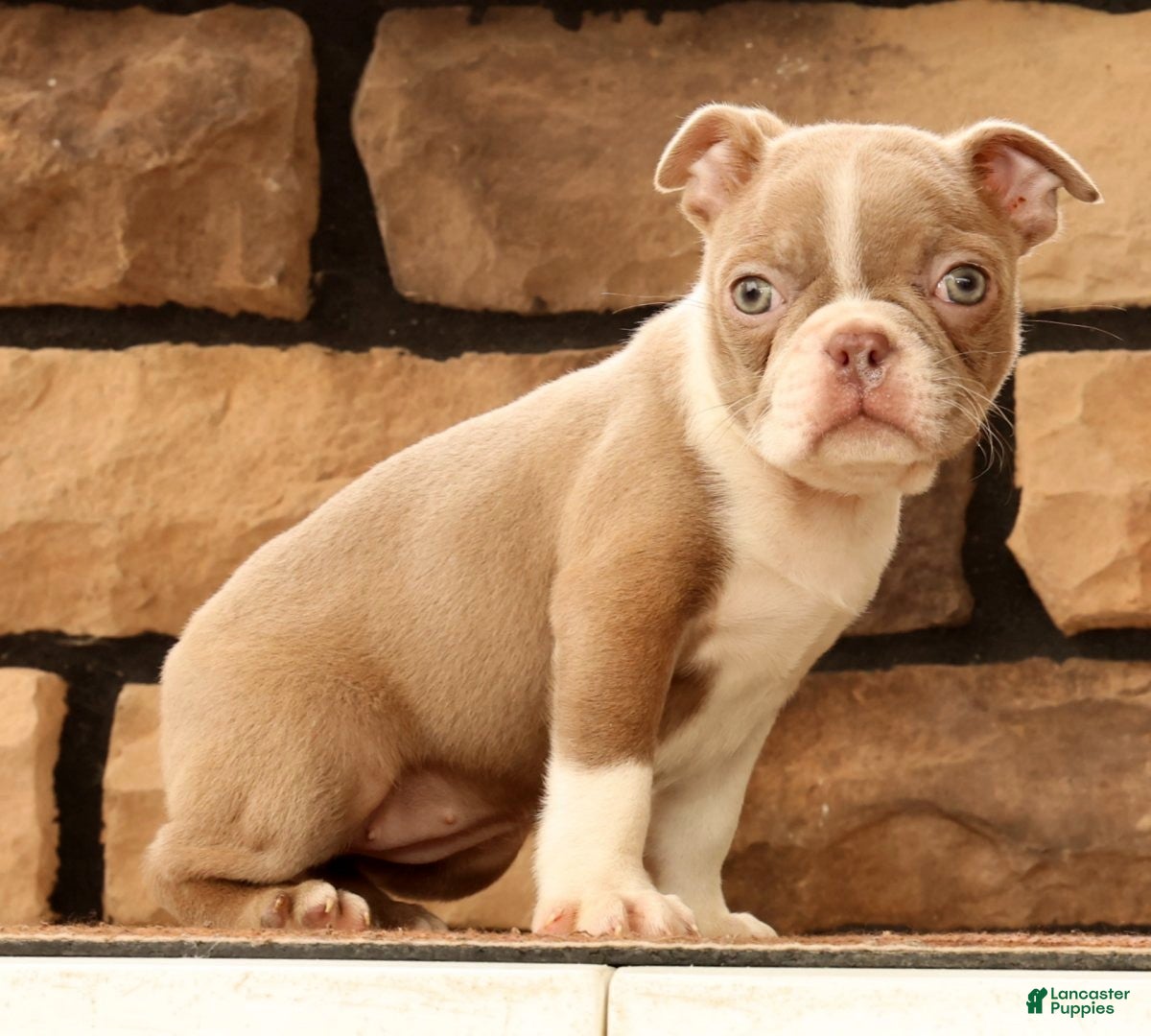 Boston Terrier dogs for sale: Kyah - Ad 5