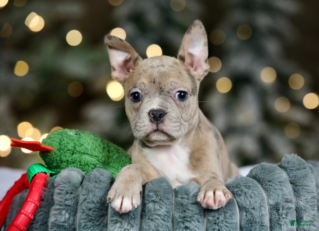 Frenchton dogs for sale: Bean - Ad 3