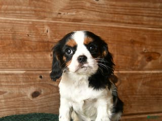 Cavalier King Charles Spaniel dogs Opie - Ad 19