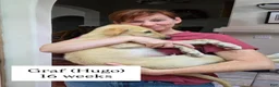 Borzoi dogs for sale: Victor - Ad 9