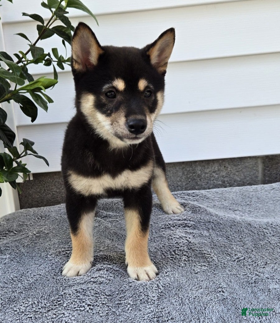 Shiba Inu dogs Turbo - Ad 2