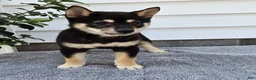 Shiba Inu dogs for sale: Turbo - Ad 2