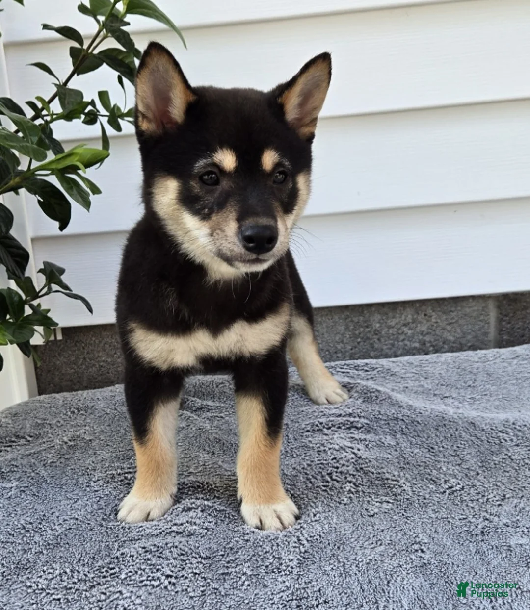 Shiba Inu dogs for sale: Turbo - Ad 2