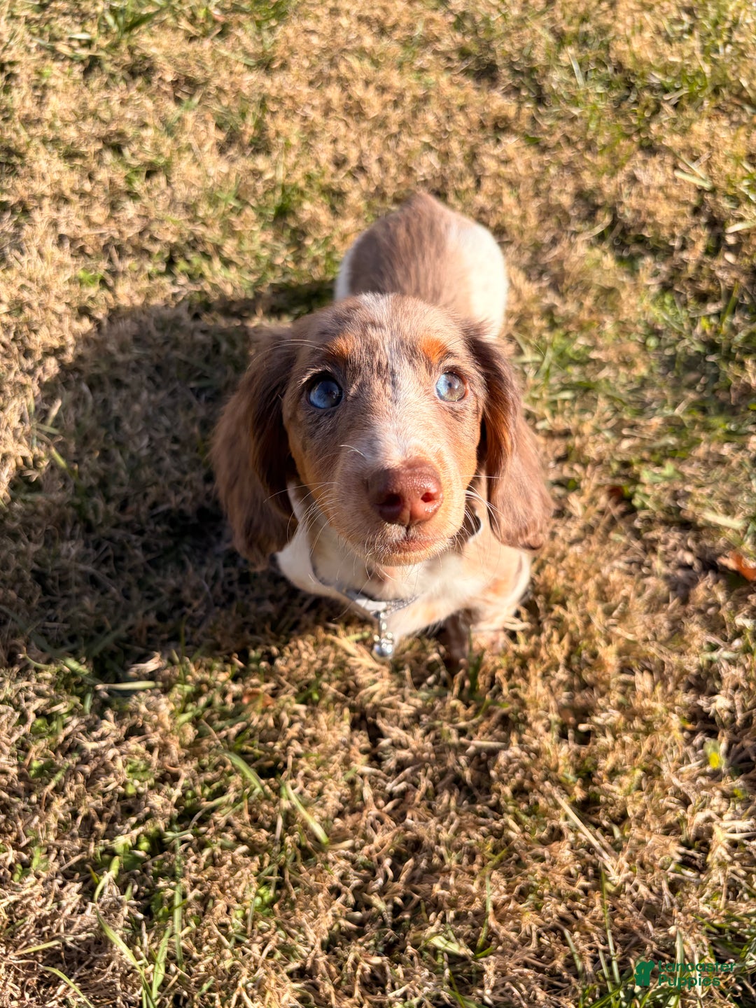 Miniature Dachshund dogs for sale: Scrappy doo - Ad 1