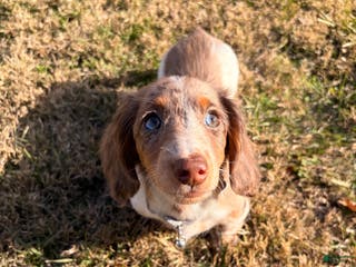 Miniature Dachshund dogs for sale: Scrappy doo - Ad 3