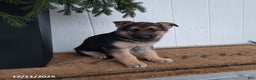 German Shepherd dogs for sale: Bella   - Ad 1