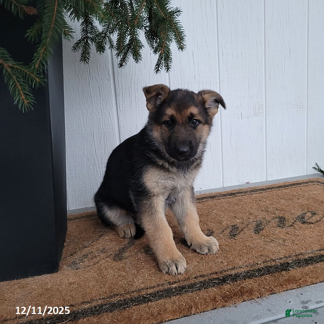 German Shepherd dogs for sale: Bella   - Ad 1