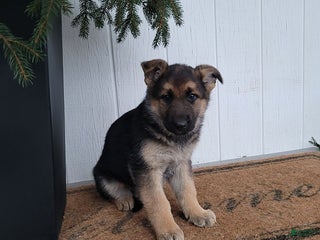 German Shepherd dogs Bella - Ad 27