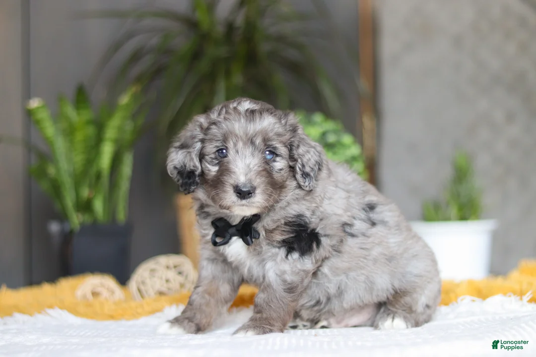 Mixed Breed dogs for sale: Summit - Ad 3