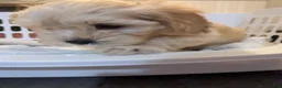 Cavapoo dogs for sale: Cavapoo Puppy 1 - Ad 4