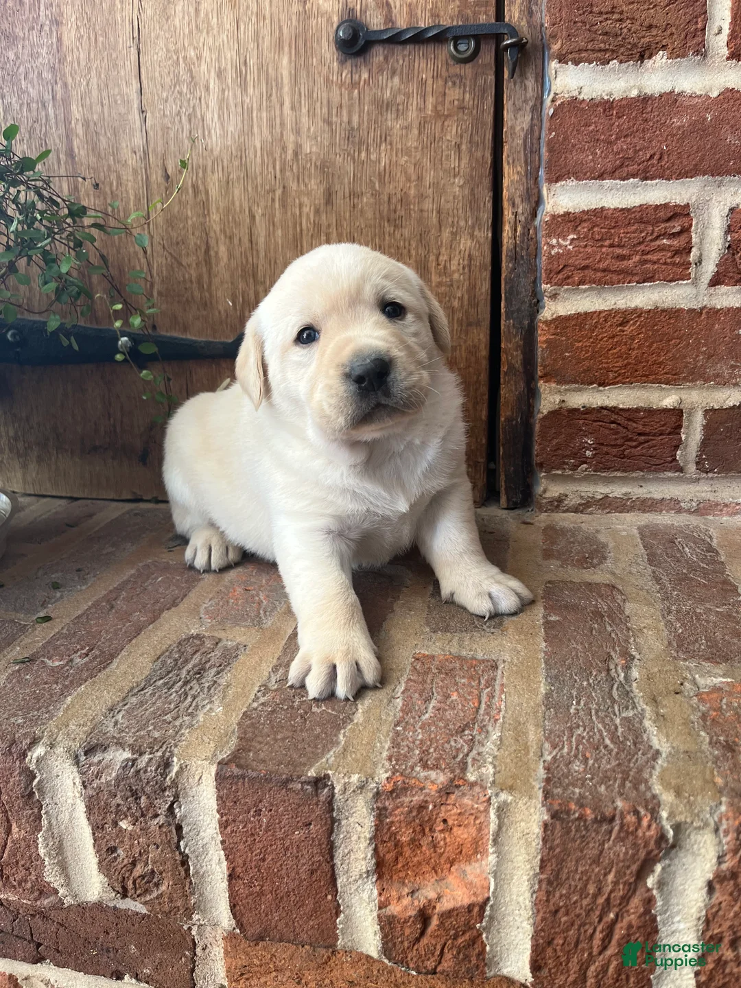 Labrador Retriever dogs for sale: King  - Ad 3