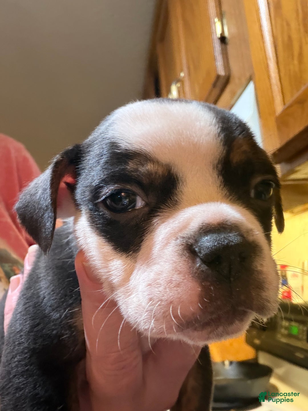 Olde English Bulldogge dogs for sale: Olde English Bulldogge Puppy 1 - Ad 1