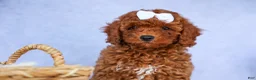 Cavapoo dogs for sale: TASHA - Ad 12