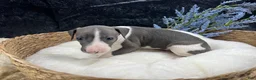 Italian Greyhound dogs for sale: Italian Greyhound 3 - Ad 7